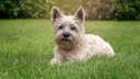 Ein Cairn Terrier Hund liegt entspannt im Garten und genießt das gute Wetter
