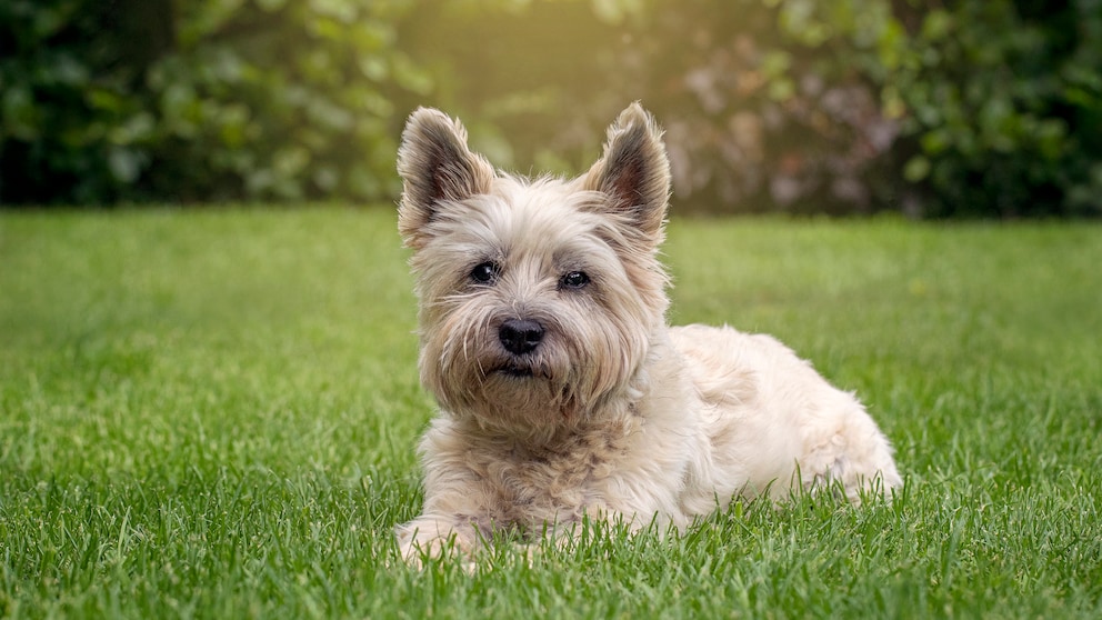 Ein Cairn Terrier Hund liegt entspannt im Garten und genießt das gute Wetter