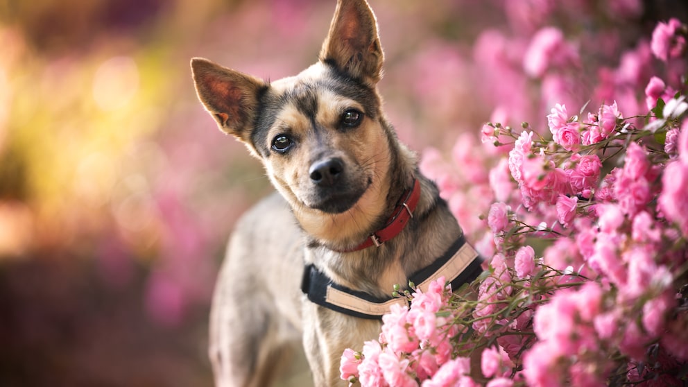 Anti-Stress-Halsbänder können Hunden dabei helfen, stress- und angstbedingte Verhaltensprobleme zu bewältigen