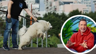 Kollage bellender Hund und Porträt Jochen Bendel