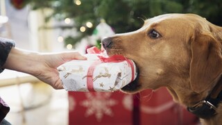 Hund mit Geschenk im Maul