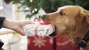 Hund mit Geschenk im Maul