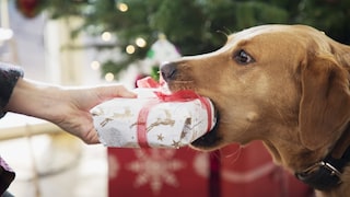 Hund mit Geschenk im Maul