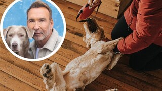 Kollage aus Hund, der auf dem Rücken gedreht wird, und Porträt von Jochen Bendel