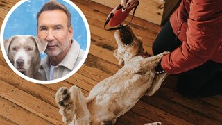Kollage aus Hund, der auf dem Rücken gedreht wird, und Porträt von Jochen Bendel