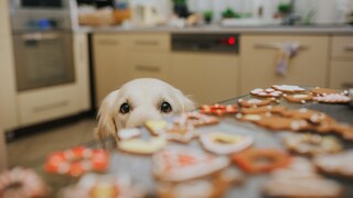 Hund sitzt vor Weihnachtsplätzchen