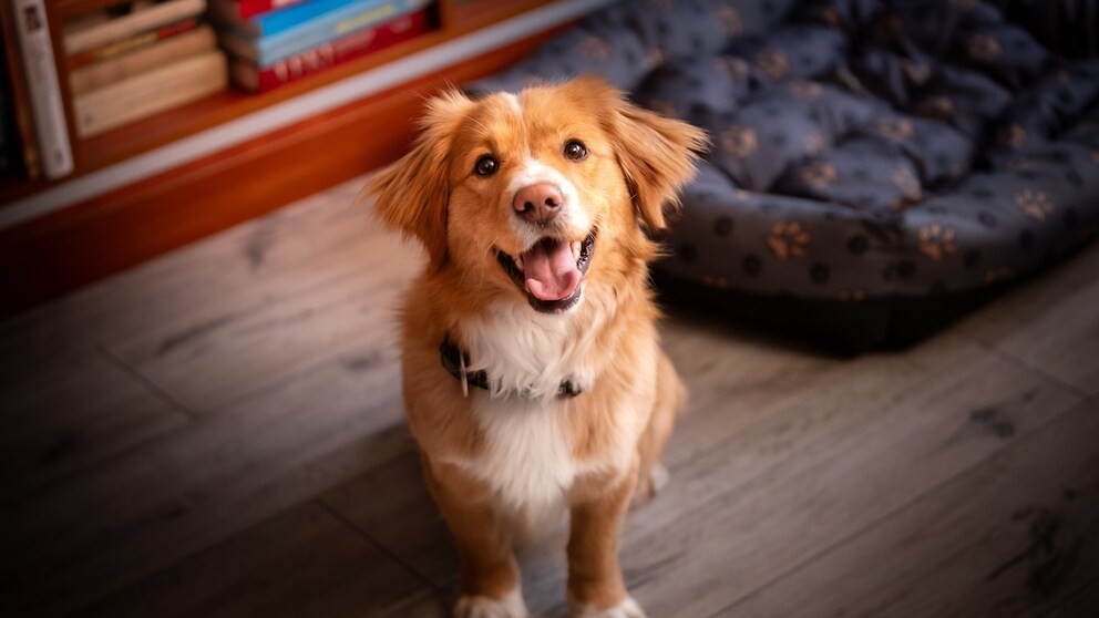Freundlicher Hund sitzt auf dem Boden