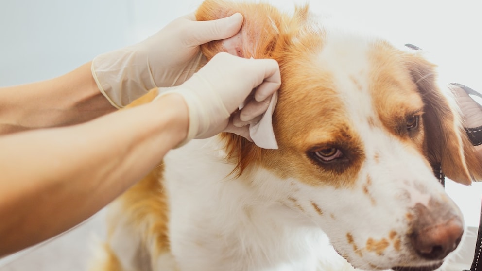 Hund bekommt beim Tierarzt das Ohr gereinigt
