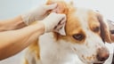 Hund bekommt beim Tierarzt das Ohr gereinigt