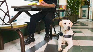 Assistenzhund im Restaurant