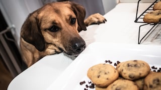 Hund riecht an frisch gebackenen Schokoladenkeksen