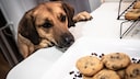 Hund riecht an frisch gebackenen Schokoladenkeksen