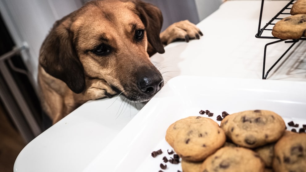 Hund riecht an frisch gebackenen Schokoladenkeksen