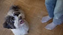 Hund schaut freudig zum Halter auf