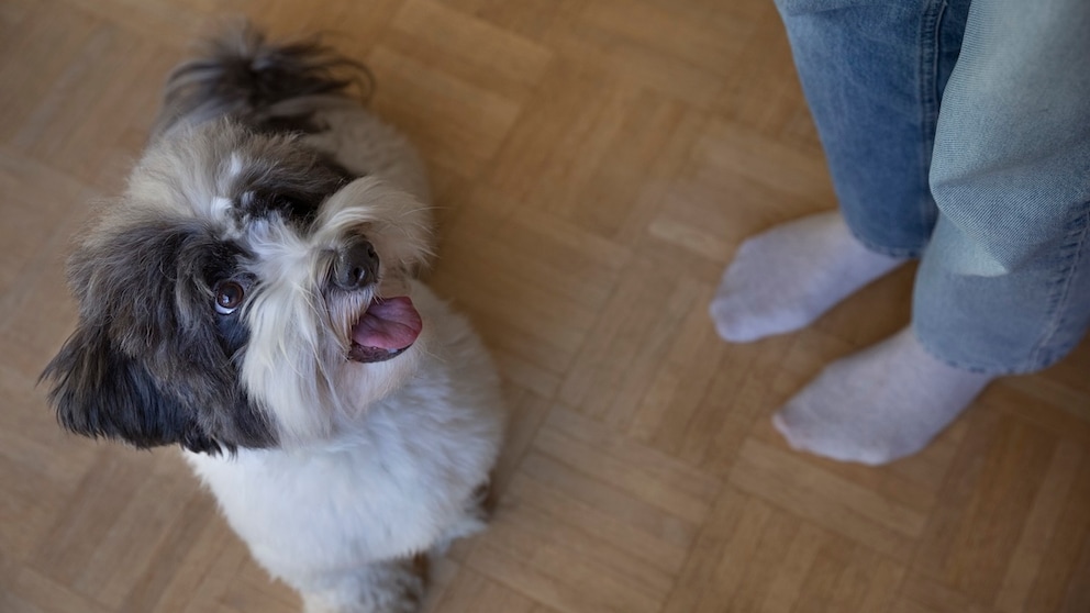 Hund schaut freudig zum Halter auf