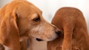 Hund riecht anderem Hund am Hinterteil