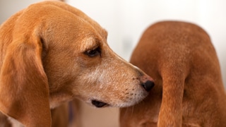 Hund riecht anderem Hund am Hinterteil