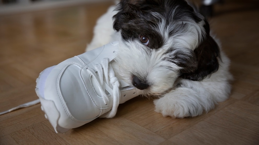 Ein junger Hund kaut an einem Schuh