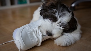 Ein junger Hund kaut an einem Schuh