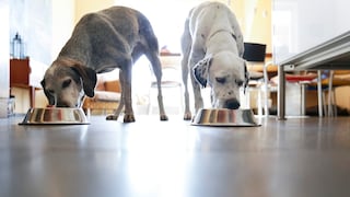 Zwei Hunde fressen in der Küche je aus ihrem Napf