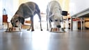 Zwei Hunde fressen in der Küche je aus ihrem Napf