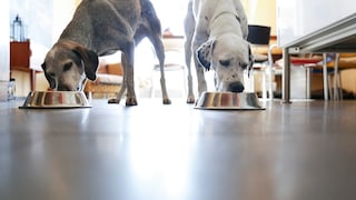 Zwei Hunde fressen in der Küche je aus ihrem Napf