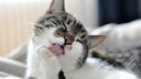 Eine Katze putzt ihre Pfote