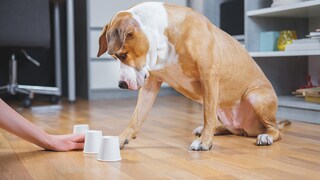 Indoor-Beschäftigung Hund