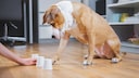 Indoor-Beschäftigung Hund