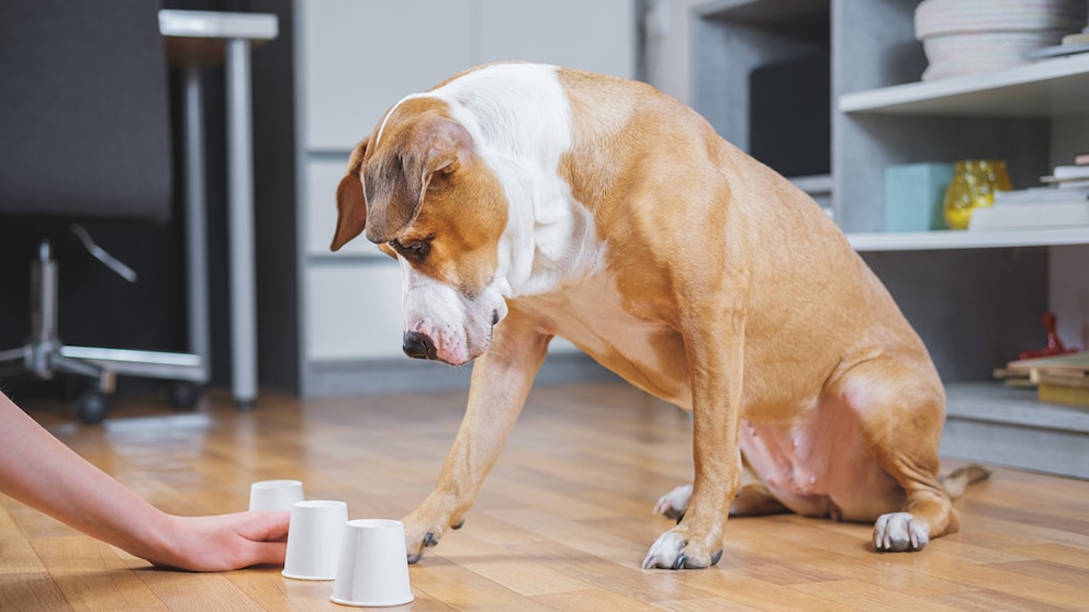 Indoor-Beschäftigung Hund