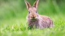 Ein Wildkaninchen im Gras