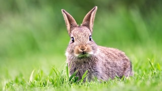 Ein Wildkaninchen im Gras