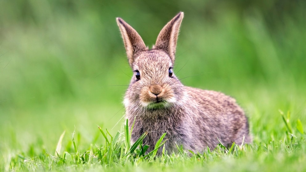 Ein Wildkaninchen im Gras