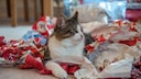 Eine Katze liegt in zusammengeknülltem Geschenkpapier