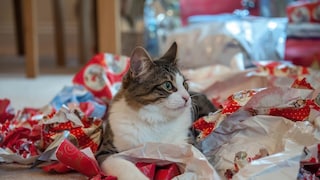 Eine Katze liegt in zusammengeknülltem Geschenkpapier