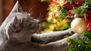 Katze hat die Pfoten im mit Lametta geschmückten Weihnachtsbaum