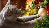 Katze hat die Pfoten im mit Lametta geschmückten Weihnachtsbaum