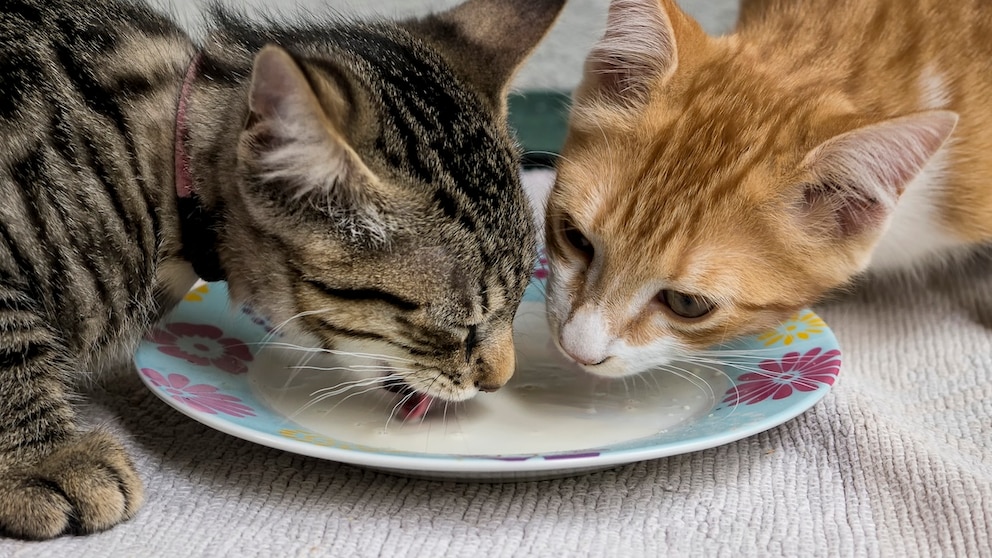 Orange und grau getigerte Katze trinken aus Teller Milch