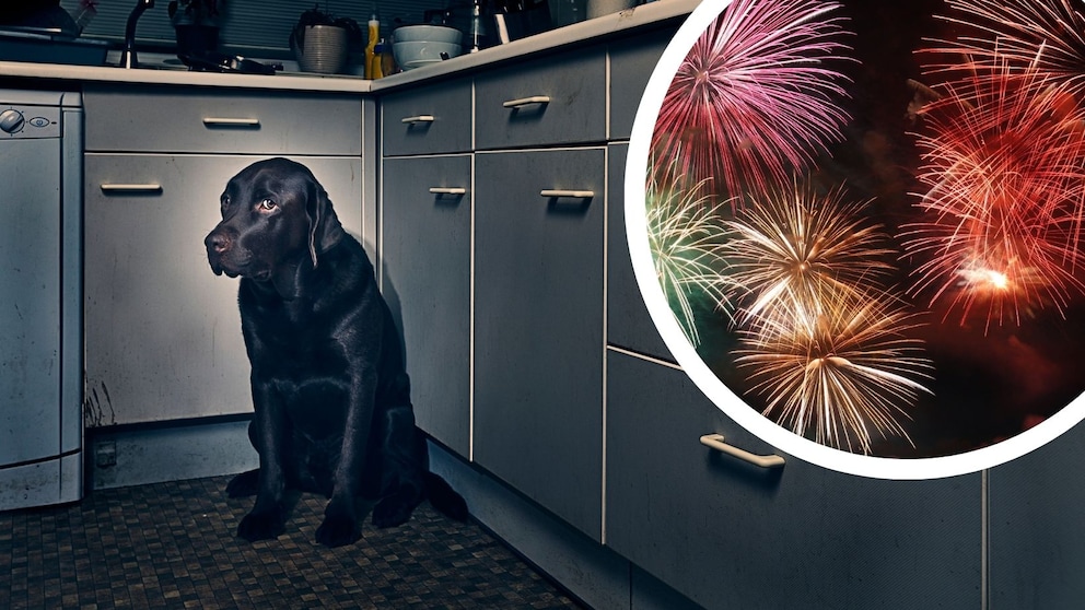 In der Silvesternacht haben viele Hunde Angst vor Lärm und verstecken sich oder ziehen sich zurück.