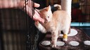 Eine kleine rote Katze mit verbundener Pfote im Tierheim