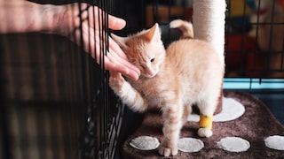 Eine kleine rote Katze mit verbundener Pfote im Tierheim