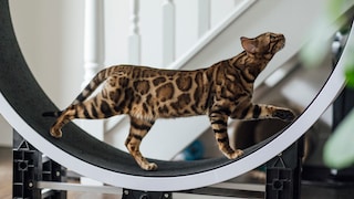 Katze im Laufrad