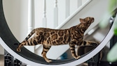 Katze im Laufrad