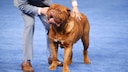 Bewertung einer Bordeauxdogge auf einer nationalen Hundeshow