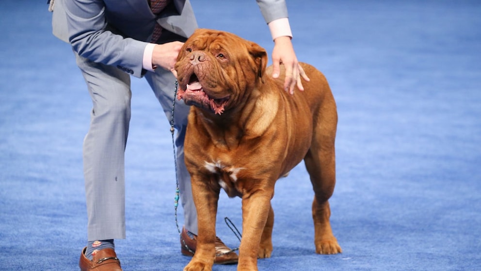 Bewertung einer Bordeauxdogge auf einer nationalen Hundeshow