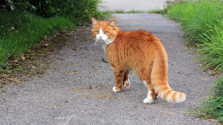 Lungenwürmer Katze