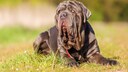 Mastino Napoletano