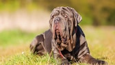 Mastino Napoletano