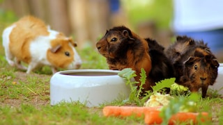 Meerschweinchen im Außengehege mit Futternapf