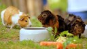 Meerschweinchen im Au&szlig;engehege mit Futternapf